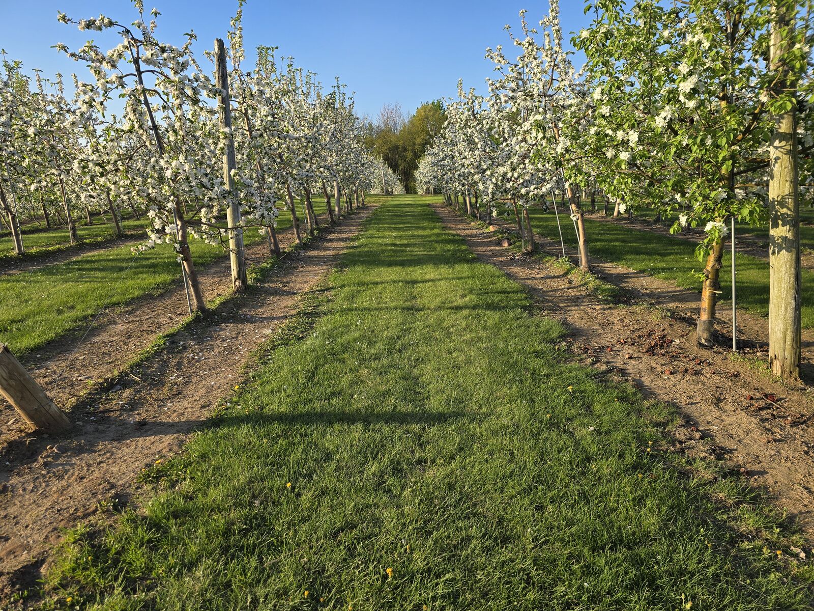Apple orchard rows in spring blossom