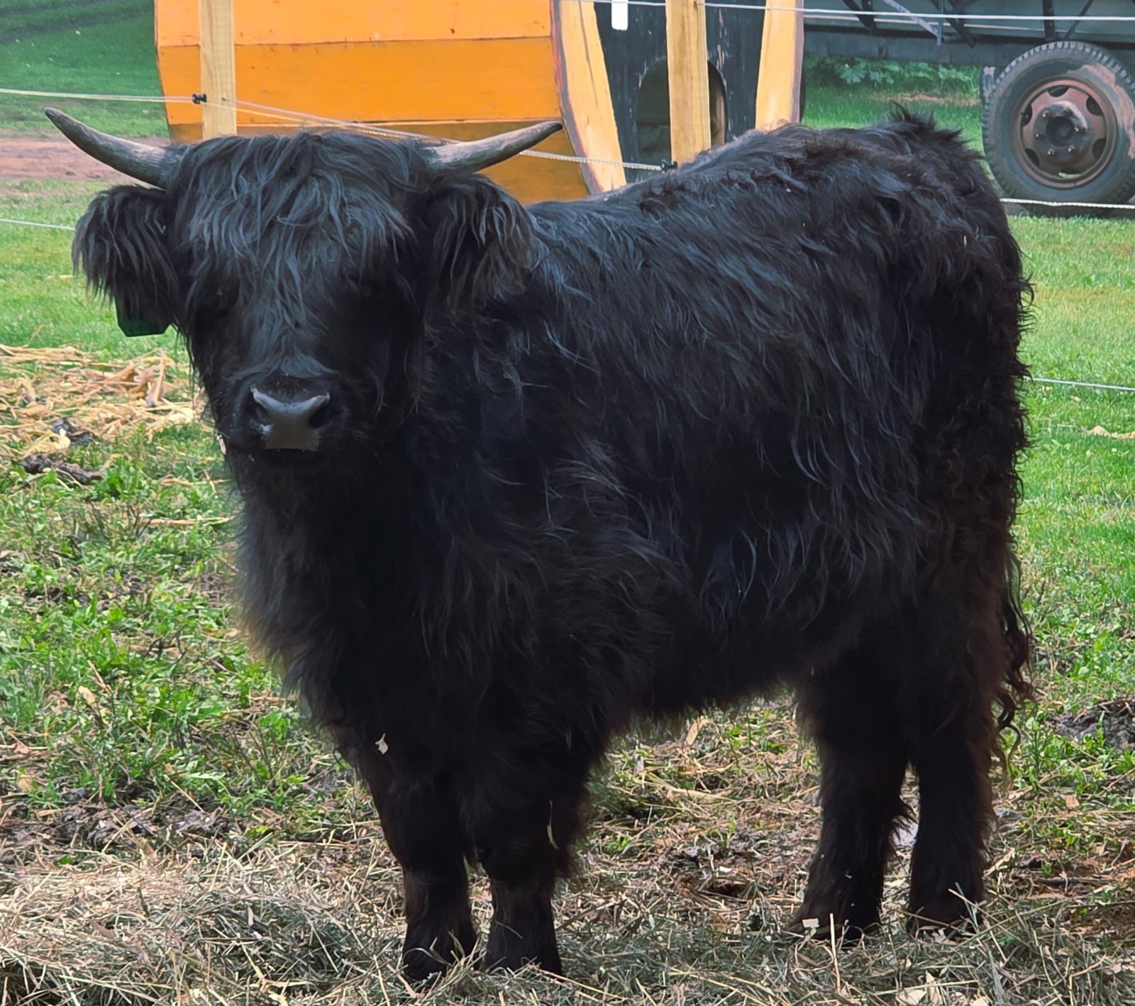 Shaggy black Highland cow at the petting farm