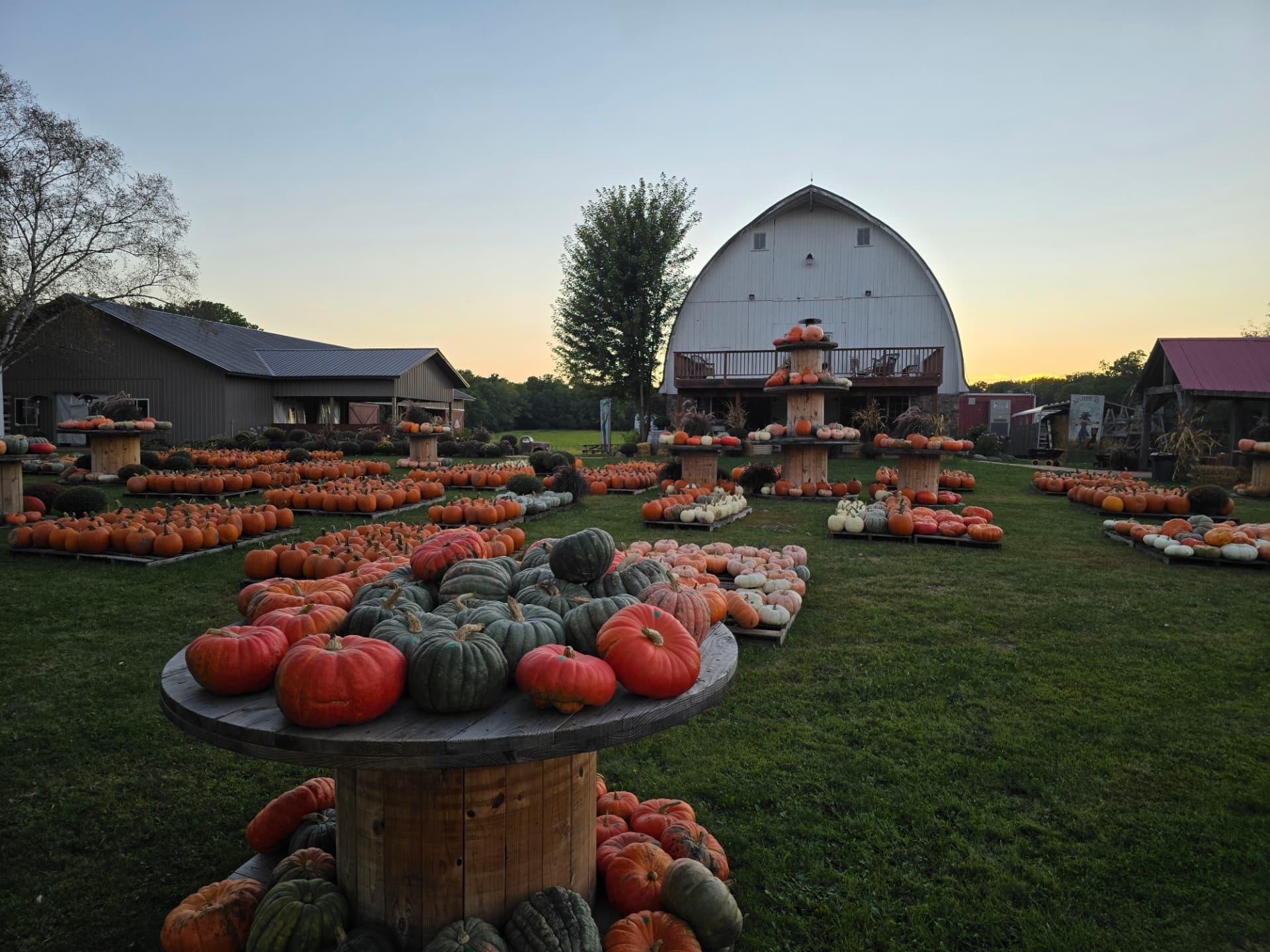 Pumpkins on display in front of the white barn at sunset