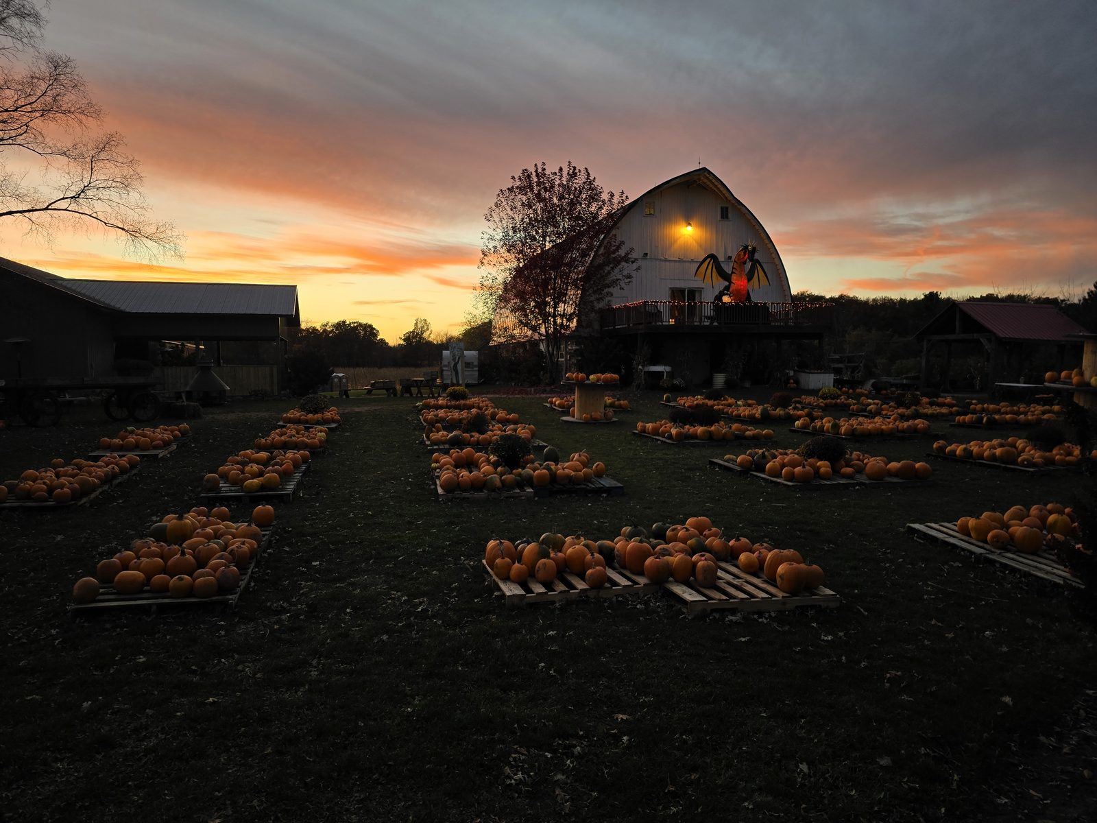 Pumpkins on pallets in front of the white barn at sunset