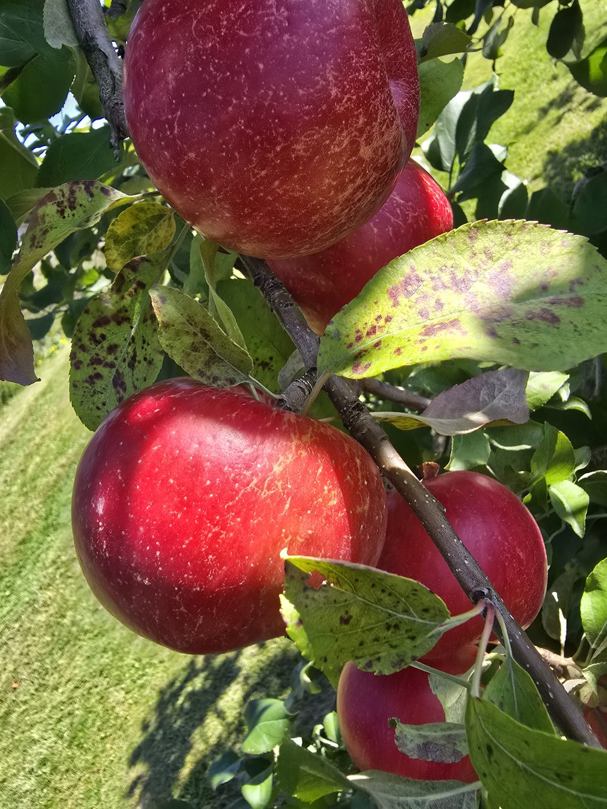 Red apples ripening on a branch, picked by our crew for students to take home