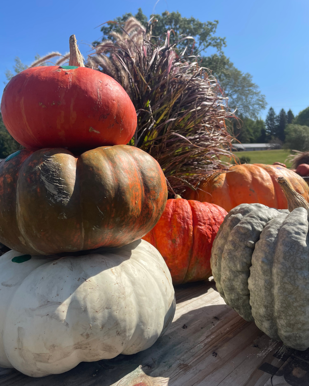 Stacked heirloom pumpkins and gourds in orange, white, and blue-green