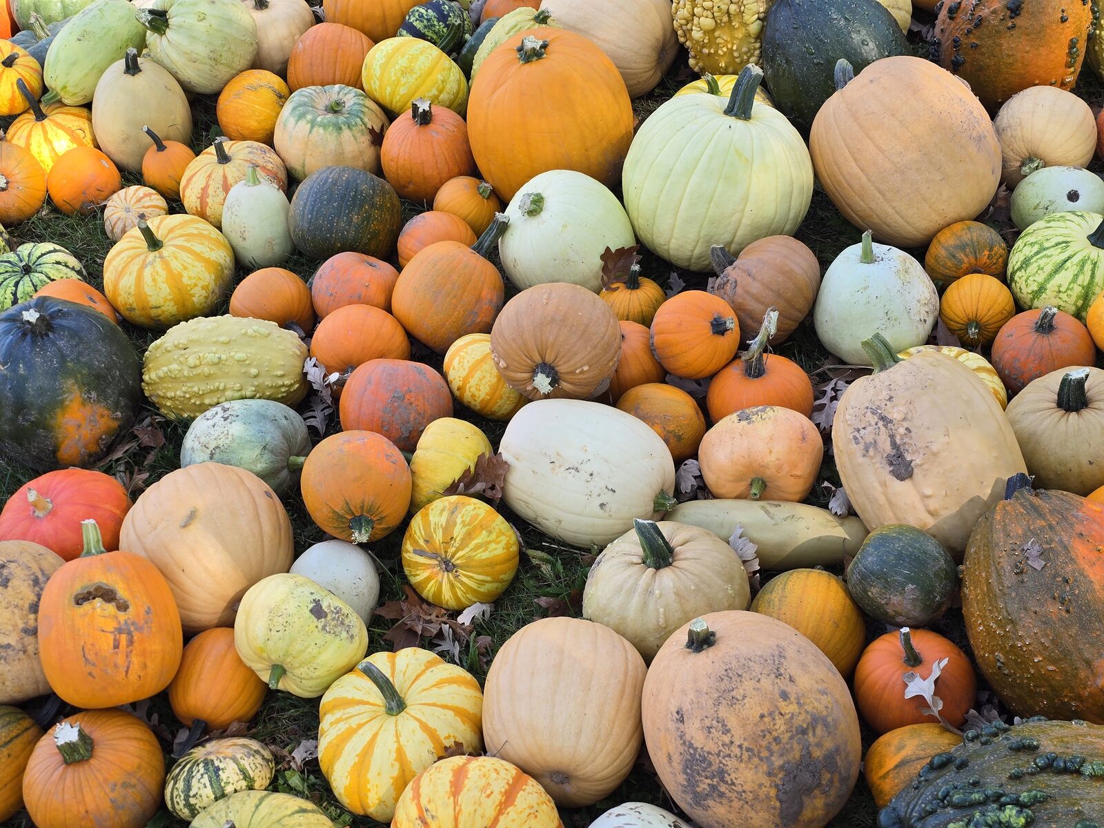Colorful pile of pumpkins and gourds
