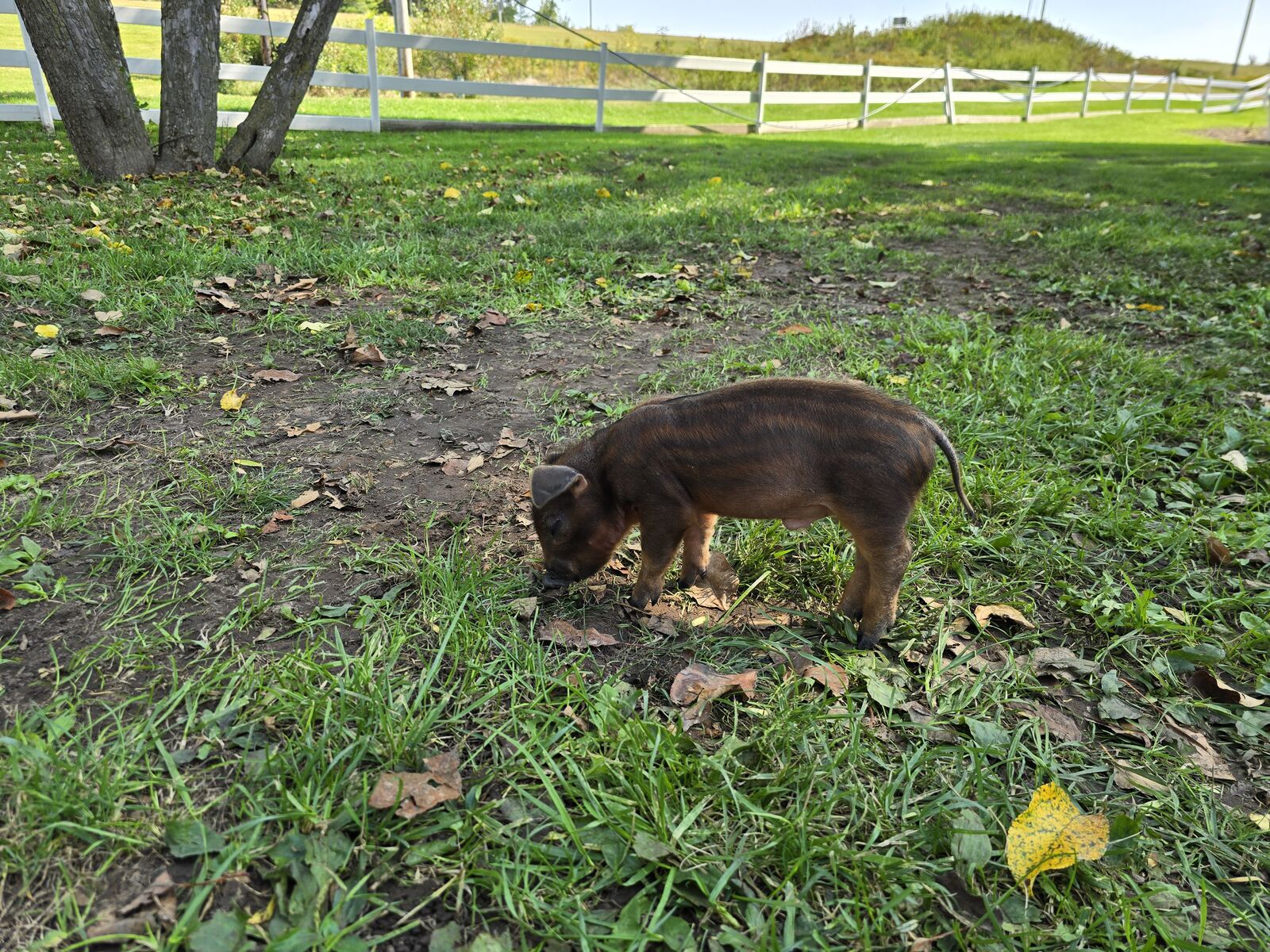 Mini pig exploring the grass
