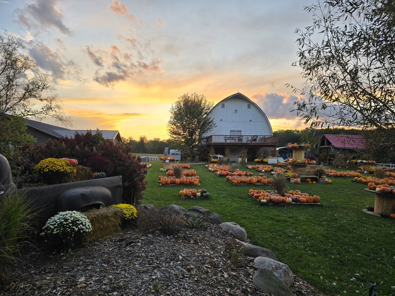 The barn at golden hour with mums and pumpkins out front