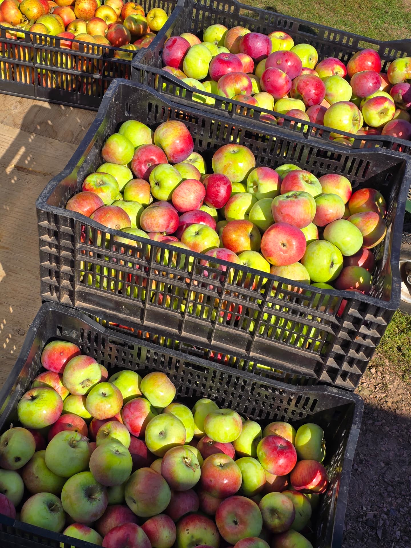 Stacked crates of sorted apples in the morning sun at the farm