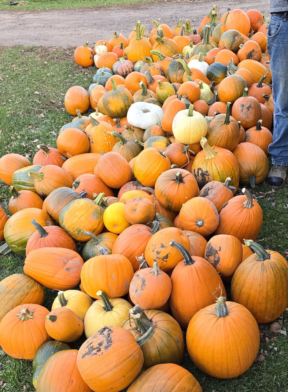 A pile of mini pumpkins