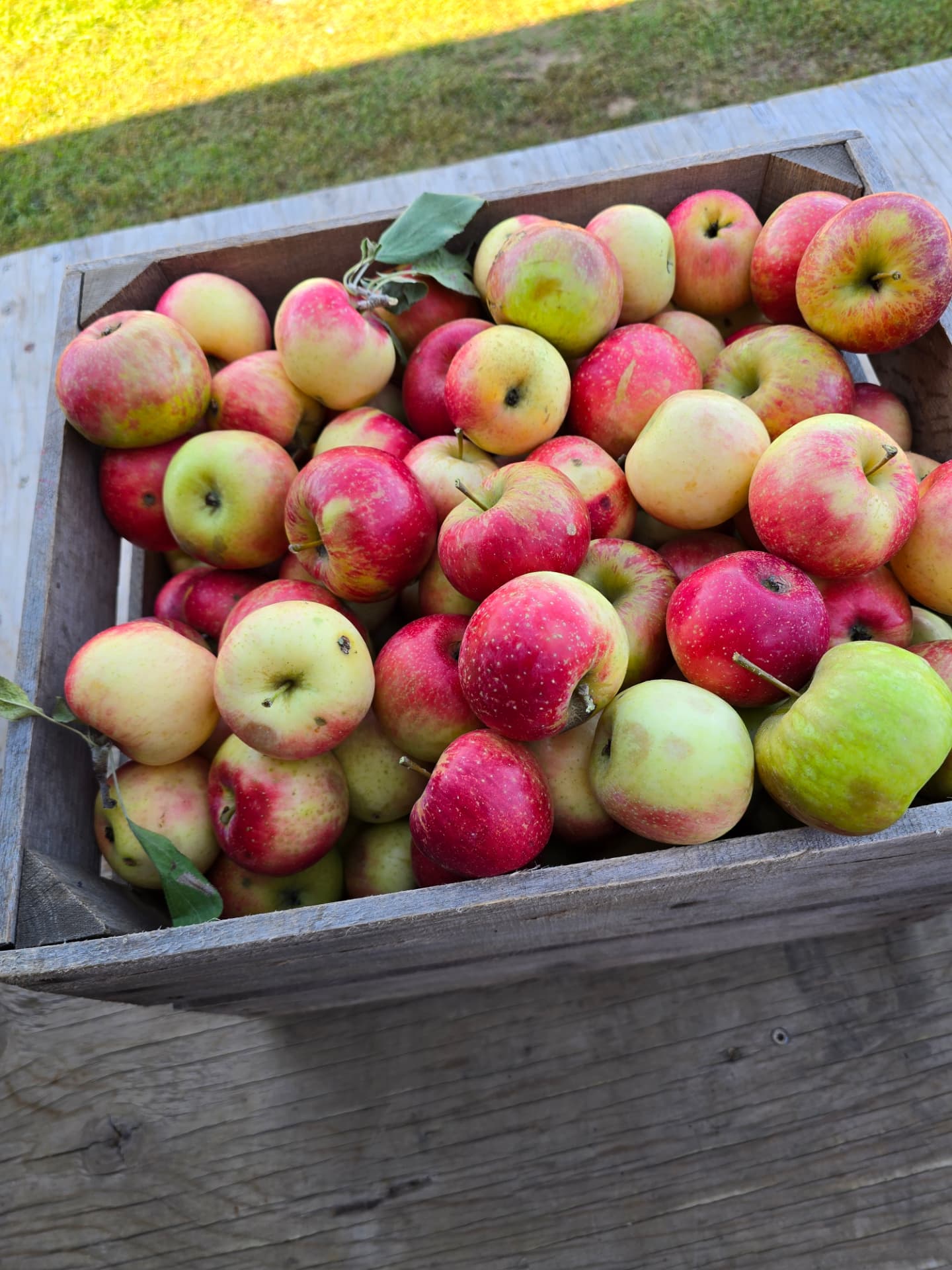 Wooden crate full of freshly picked red and yellow Wisconsin apples