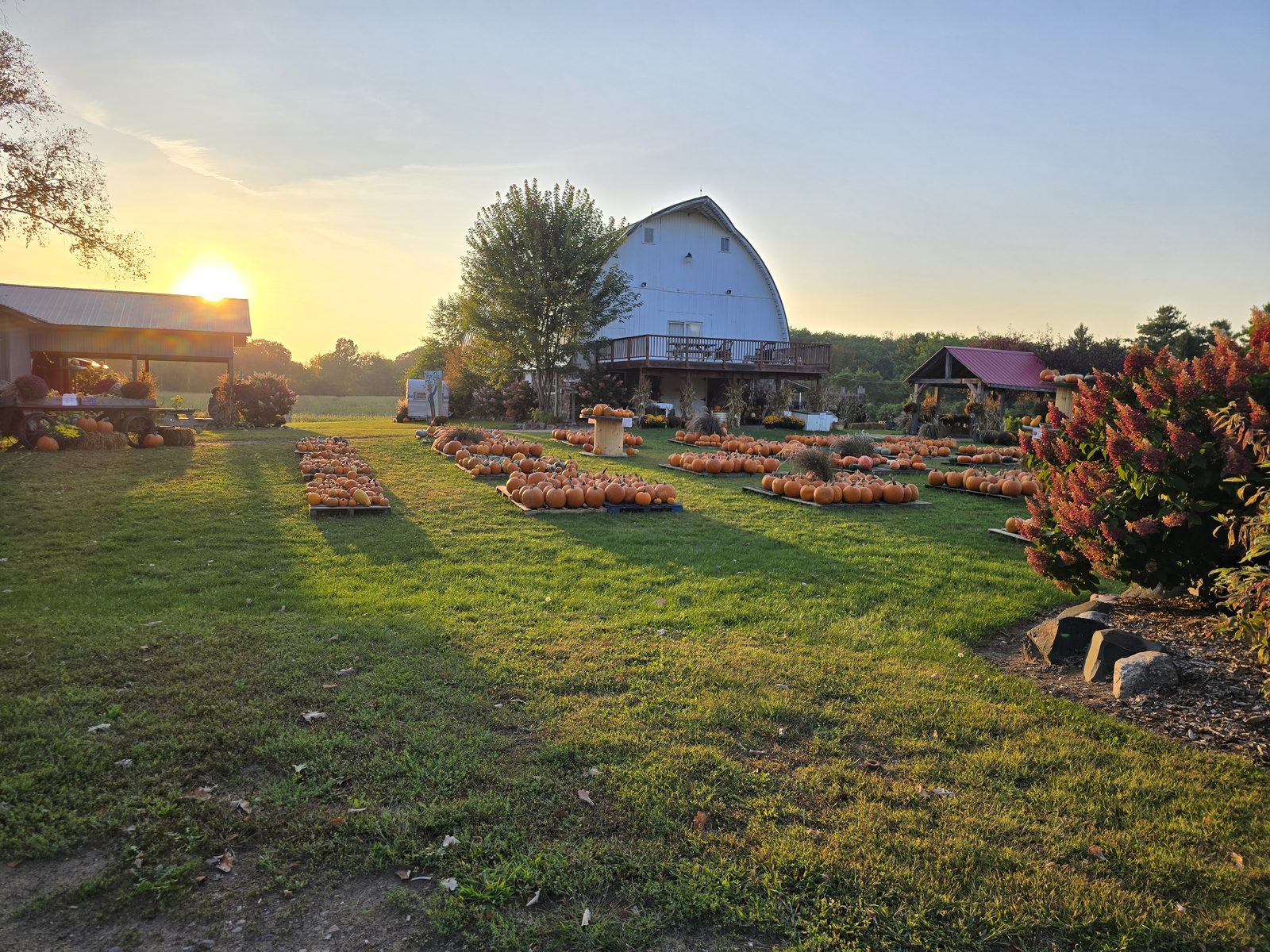 Pumpkin display in front of the barn at golden hour