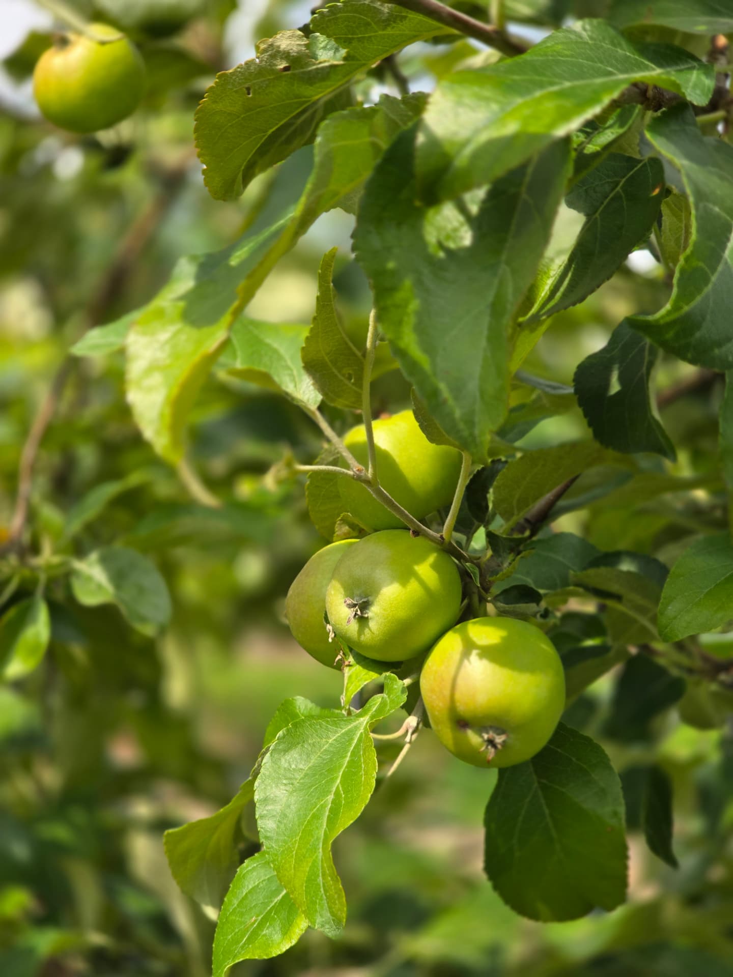 Green apples ripening on the branch