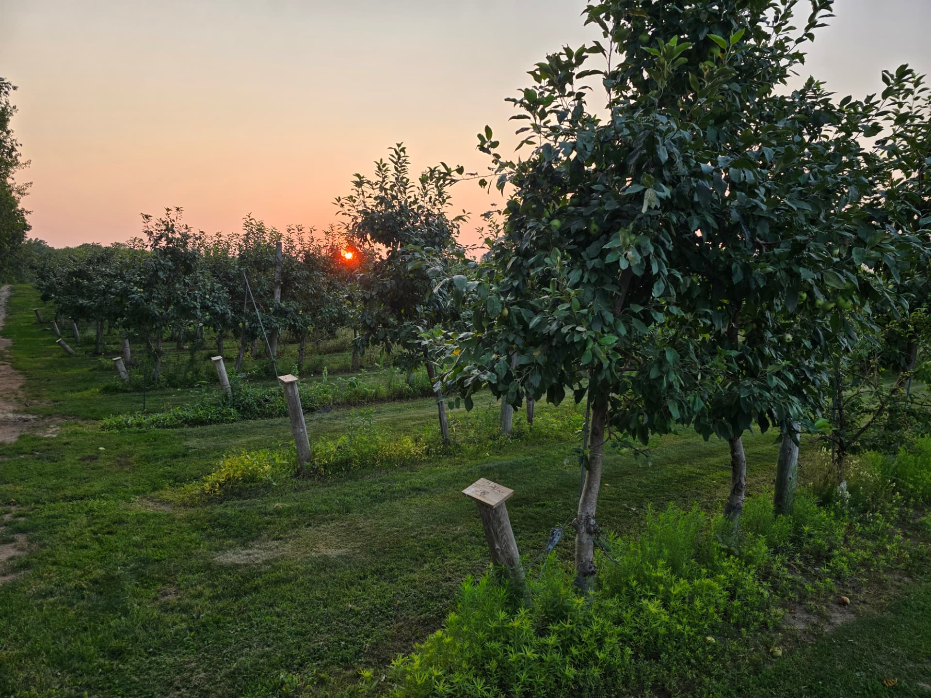 Rows of apple trees at sunset in the Midwest Harvest Hills orchard