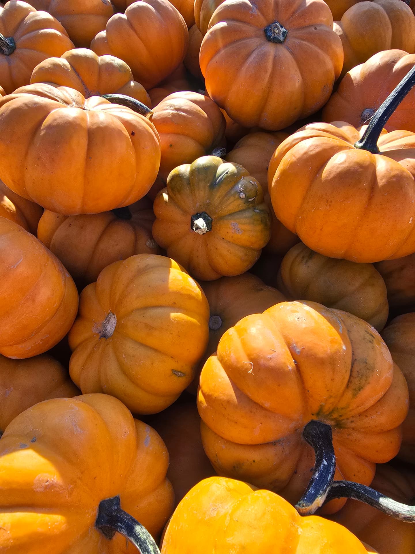 Pile of mini pumpkins and gourds in the sun