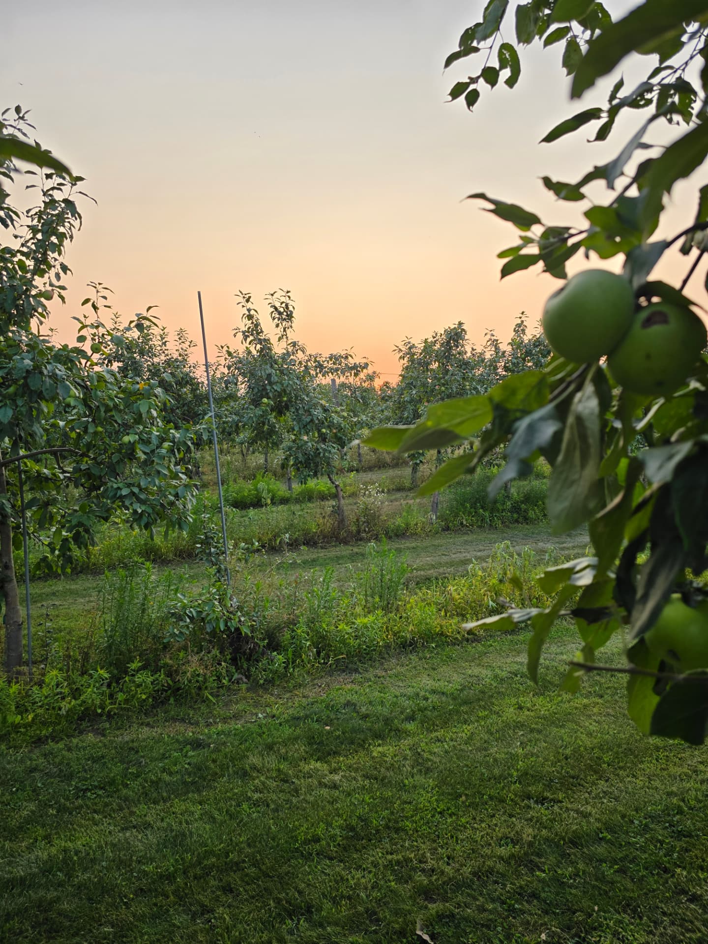 Evening light over the apple orchard rows