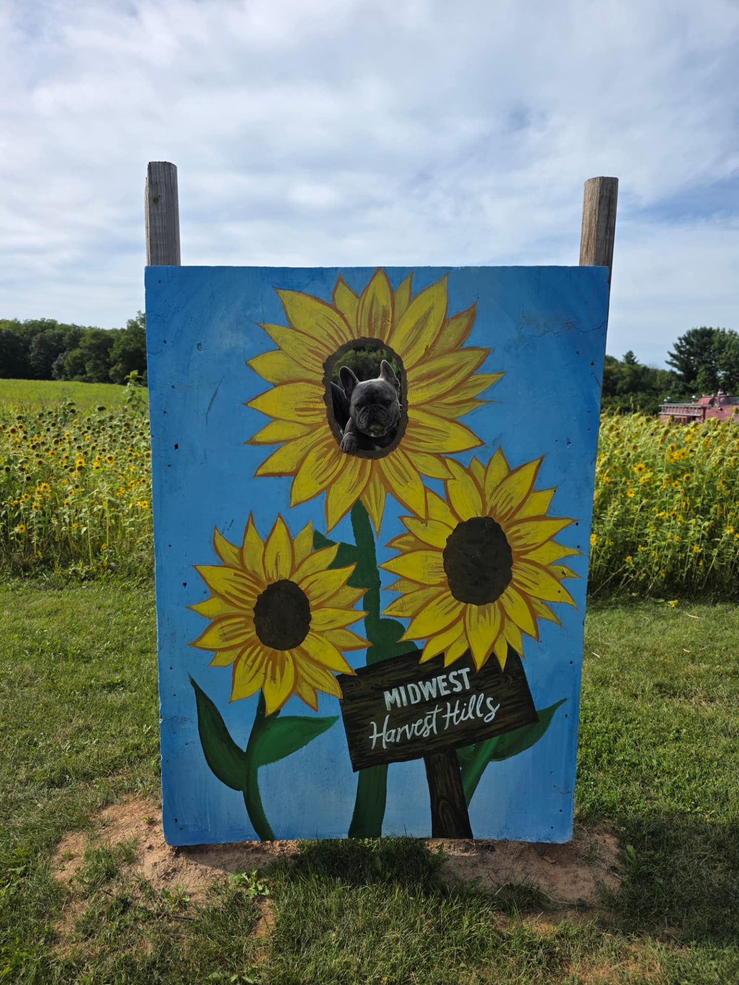 Hand-painted sunflower photo board beside the sunflower field