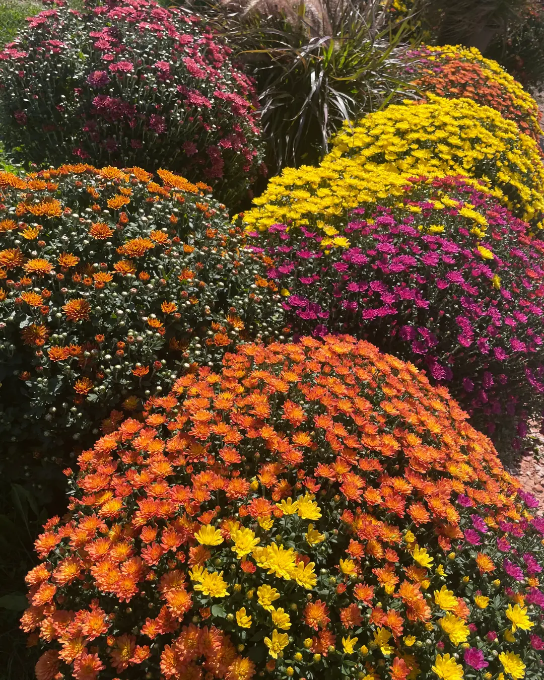 Rows of orange, yellow, and magenta fall mums in full bloom