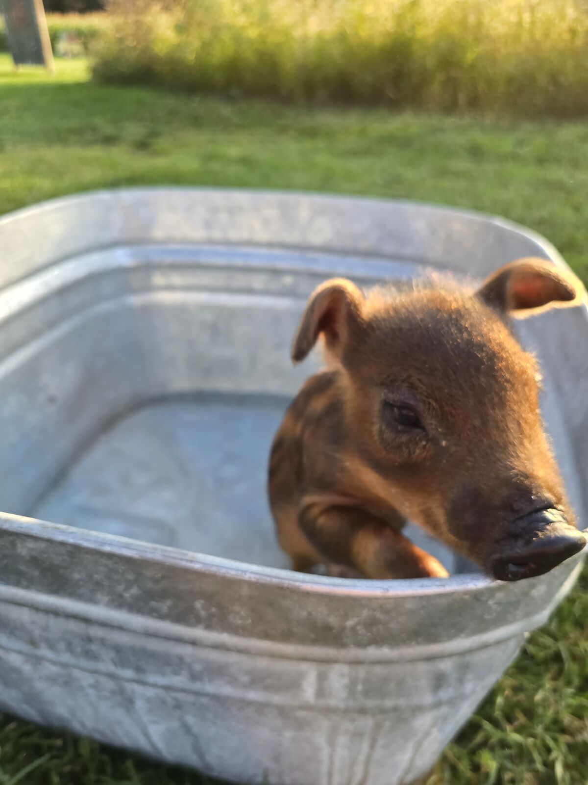 A curious mini pig peeking out of a galvanized tub