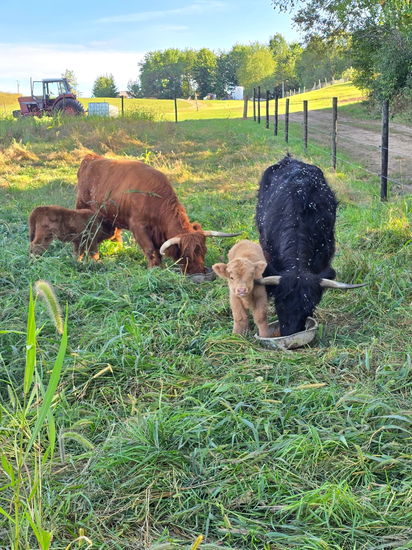 Highland cattle and calves grazing in the pasture